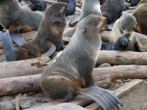 Researchers tag female northern fur seals